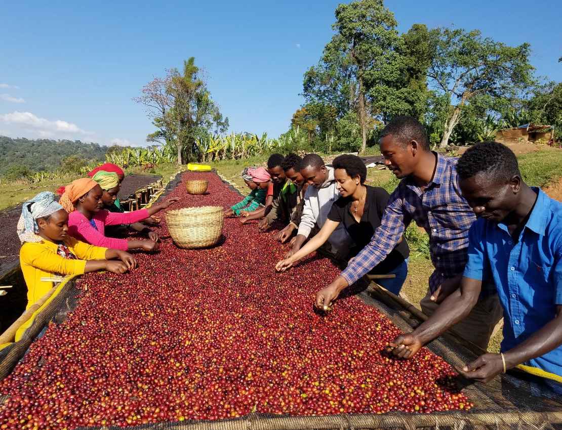 about coffee sorting